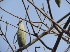 Ceiba aesculifolia