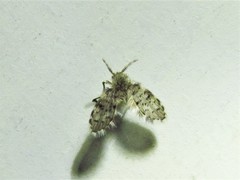 Paramormia furcata