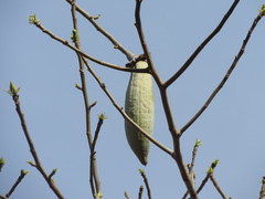 Ceiba aesculifolia