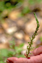 Platanthera leptopetala