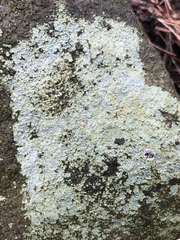 Trapelia placodioides