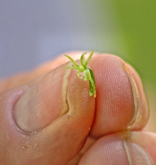 Platanthera leptopetala