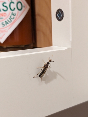 Rachicerus obscuripennis photo 3