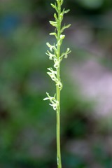 Platanthera leptopetala