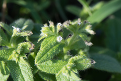 Thyrocarpus sampsonii