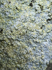 Trapelia placodioides