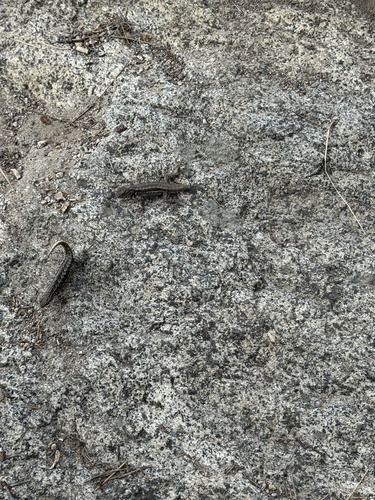 iNaturalist observation photo of Western Sagebrush Lizard