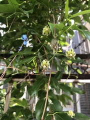 Periploca sepium