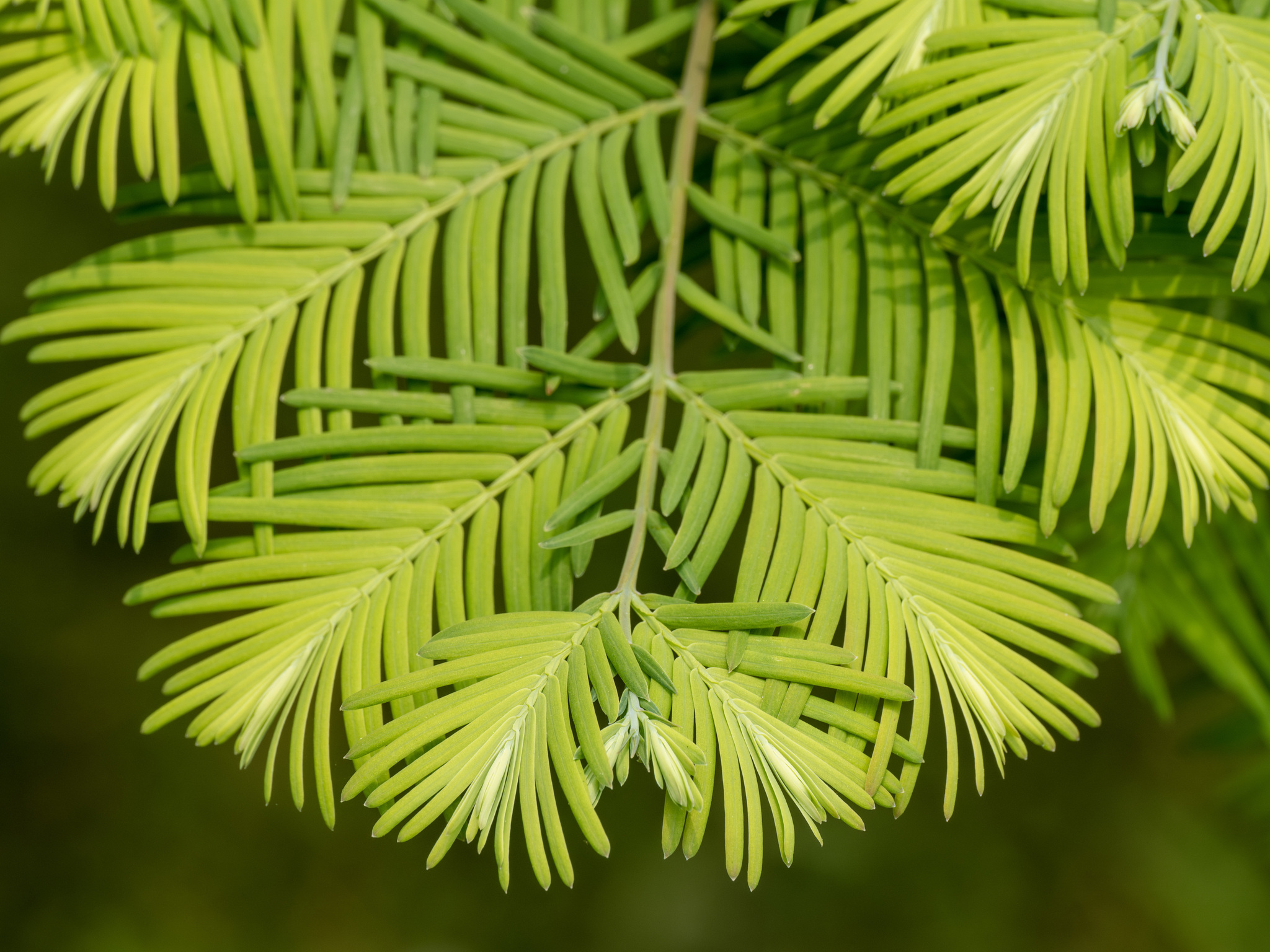 Cephalotaxus