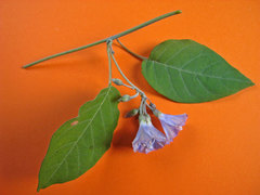 Jacquemontia glaucescens