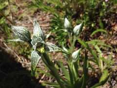 Chloraea magellanica
