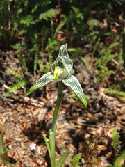 Chloraea magellanica