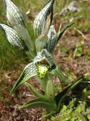 Chloraea magellanica
