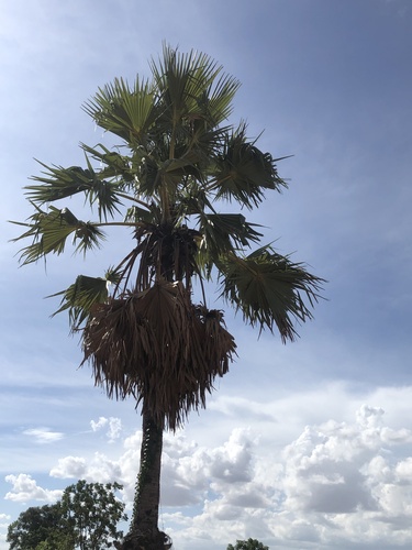 Asian Palmyra Palm