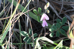 Tephrosia obovata