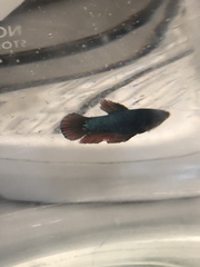 Betta
