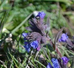 Pulmonaria australis
