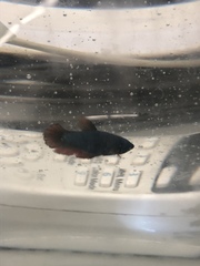 Betta