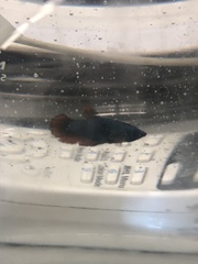 Betta