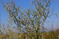 Parkinsonia texana