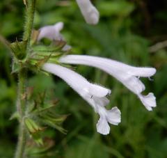 Rough Sage (Salvia scabra)