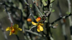Parkinsonia texana