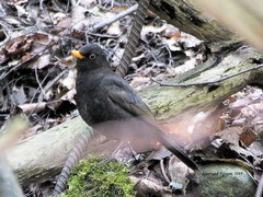 Turdus merula