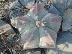 Astrophytum myriostigma