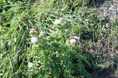 Cirsium brevicaule