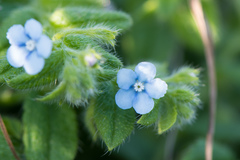 Thyrocarpus sampsonii