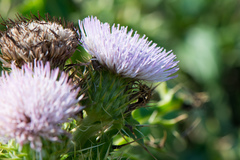 Cirsium brevicaule