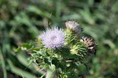 Cirsium brevicaule