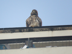 Parabuteo unicinctus