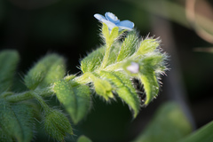 Thyrocarpus sampsonii