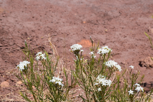 Image of Amsonia peeblesii by (c) William Harmon, some rights reserved (CC BY)