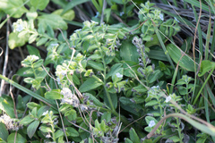 Thyrocarpus sampsonii