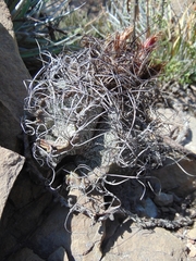 Astrophytum capricorne