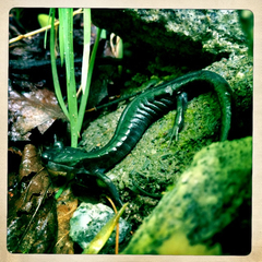 Plethodon metcalfi