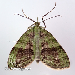 Sauris purpurotincta