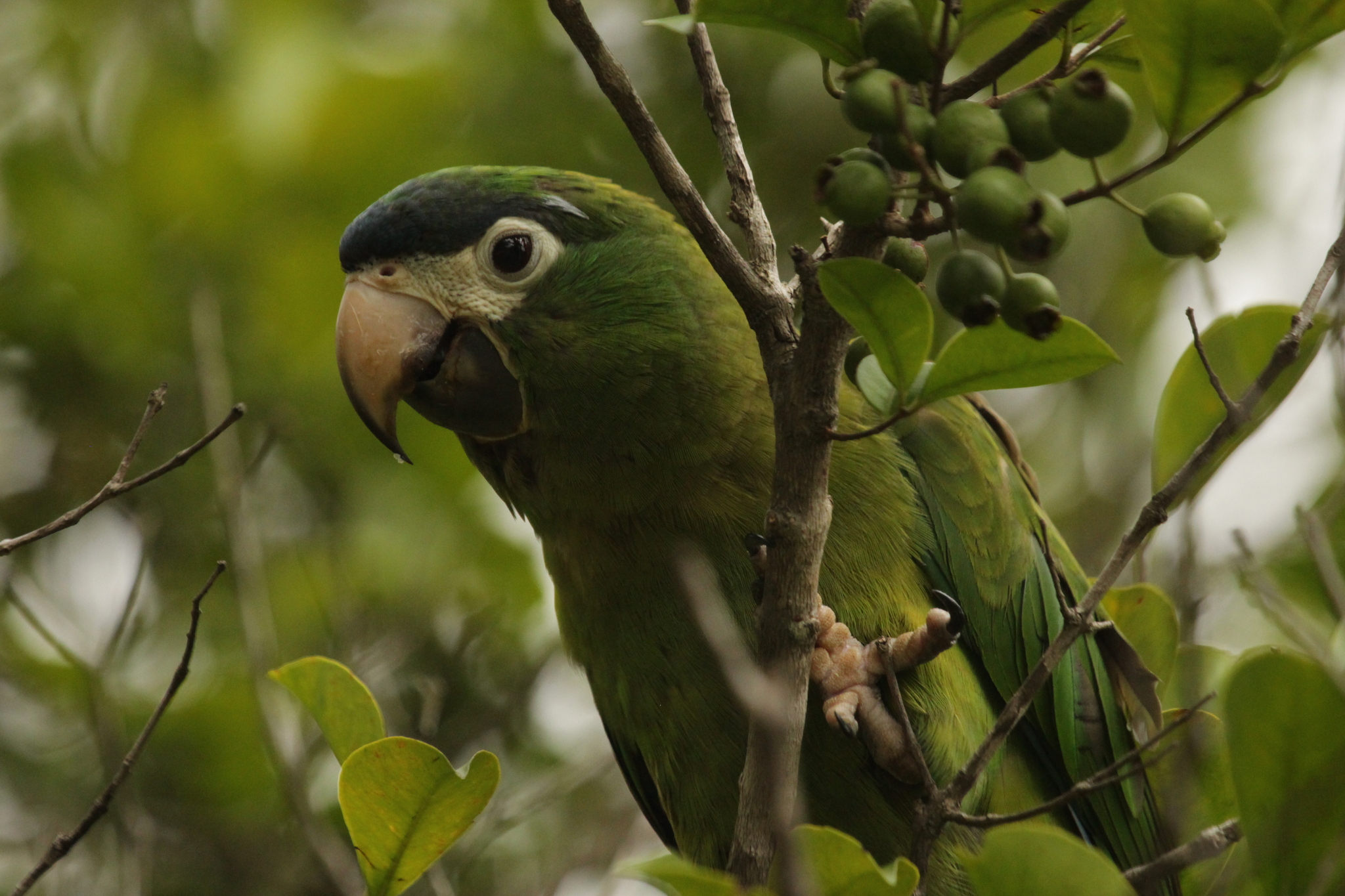 Red-shouldered Macaw illustration