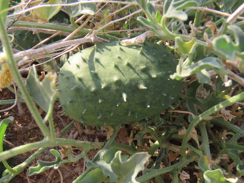Hard Cucumber (Cucumis rigidus)