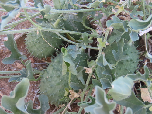 Image of Cucumis rigidus by no rights reserved