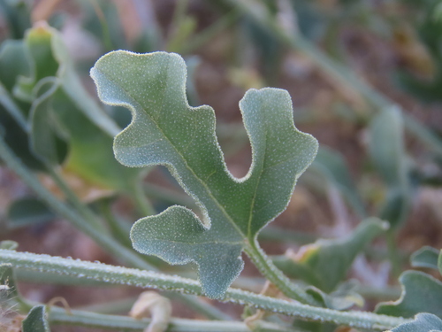 Image of Cucumis rigidus by no rights reserved