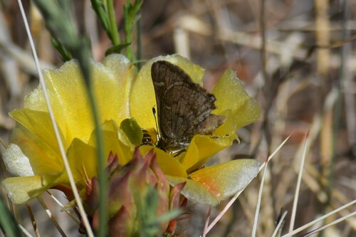 Viereck's Skipper photo 3