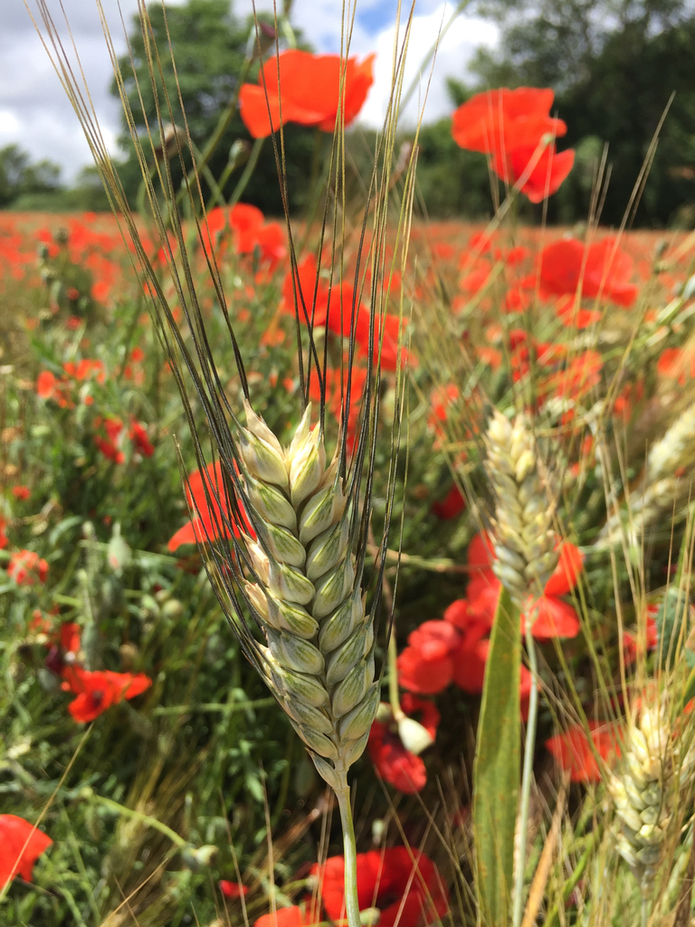 Wild Emmer (Triticum dicoccoides) · iNaturalist