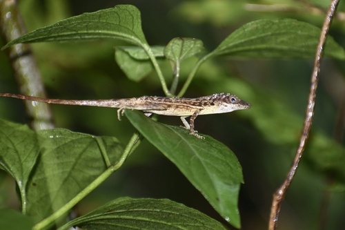 Blue-eyed Grass-bush Anole