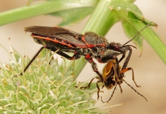 Apiomerus crassipes
