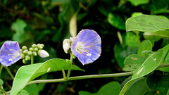 Jacquemontia glaucescens