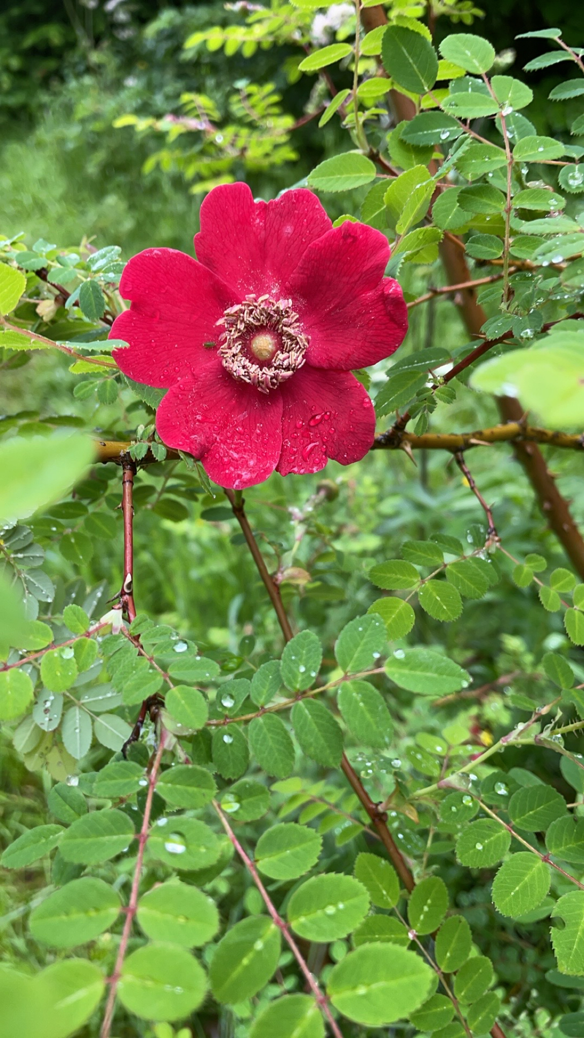 Rosa moyesii