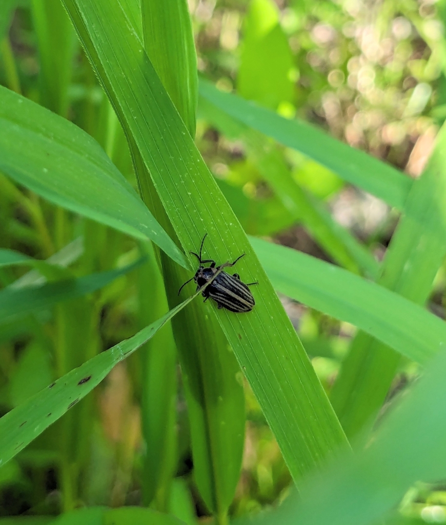 Paralichus trivittus